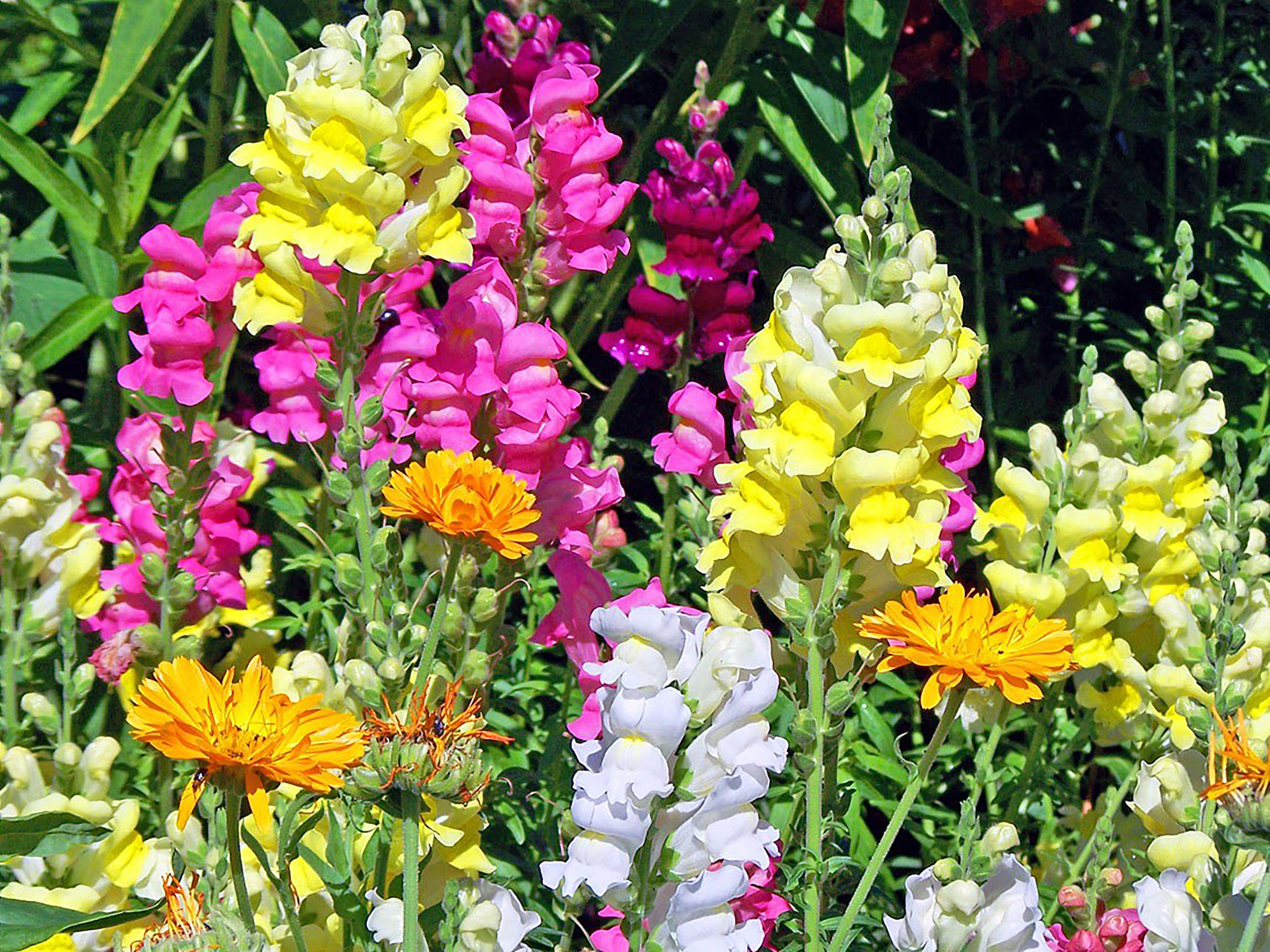 Every mountain garden should have snapdragons The Daily