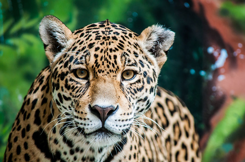 Woman says she distracted jaguar after attack at Arizona zoo | Kingman ...