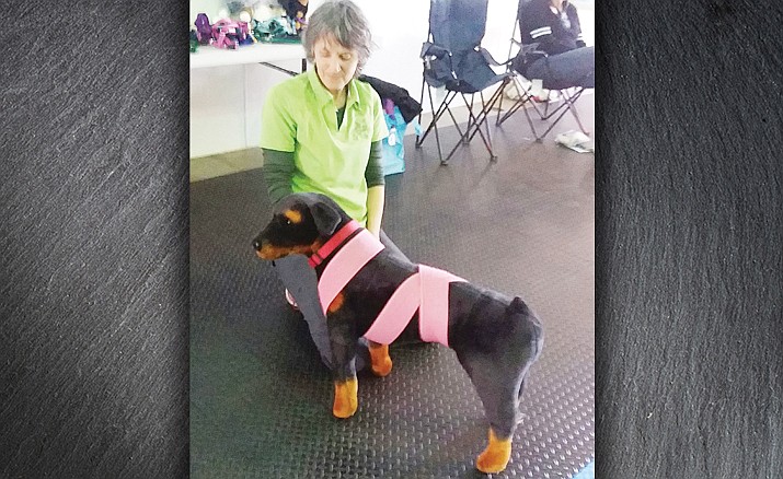 Sage Lewis demonstrates the TTouch Half Wrap on her very patient pup, Rhonda. (Christy Powers/Courtesy)