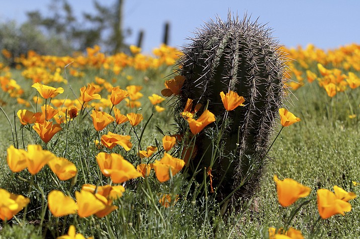 Spring wildflowers bloom at Picacho Peak State Park in Picacho Peak, Arizona. (Oscar Perez/Casa Grande Dispatch via AP)