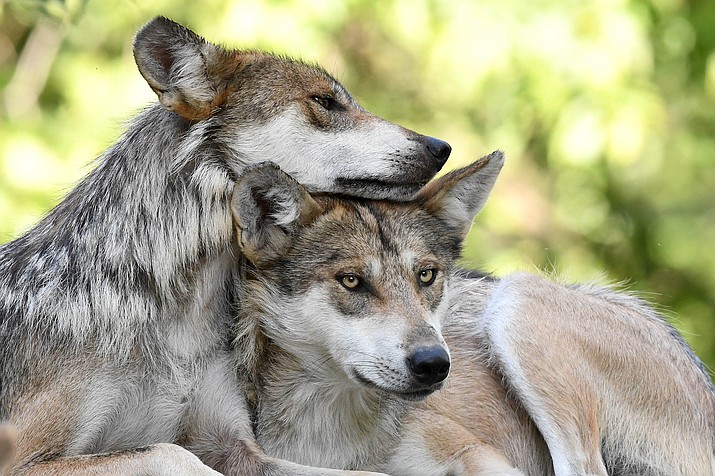 The Mexican Gray Wolf, protected under the Endangered Species Act, could see its recovery stalled if the Interior Department moves forward with a proposal to lift protections for all gray wolves in the lower 48 states. (Photo/Jim Schultz)