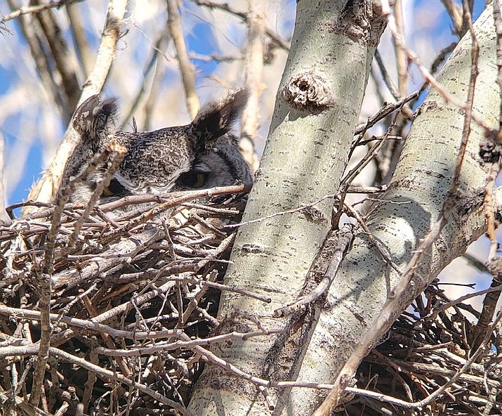 Moore There S A Hoot Owl Howling By My Window The Daily Courier Prescott Az