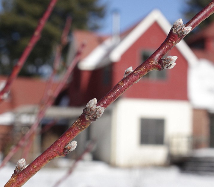This photo shows peach buds in New Paltz, N.Y. Swelling buds indicate that peach trees are stirring this time of year, a time when these and other flowering and fruiting trees are best kept asleep as long as possible. (Lee Reich via AP)