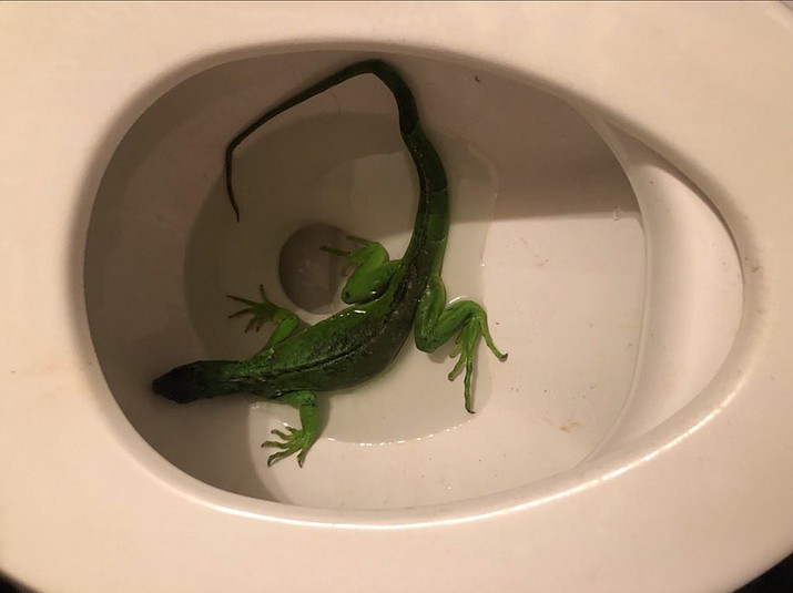 After discovering this bright green iguana swimming in his toilet a Florida man “freaked out and didn’t know what to do,” Battalion Chief Stephan Gollan said. So the man called 911. (Fort Lauderdale Fire Rescue)