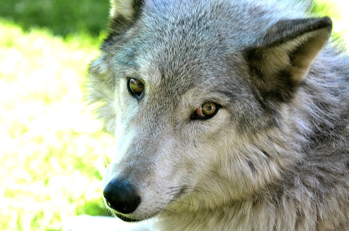 Few animals on Earth evoke such strong emotions as the wolf, or have suffered so much as a result of misunderstanding. Dark myths about them have abounded and continue to this day, ignoring the facts about the crucial role they play in balancing the ecosystem.