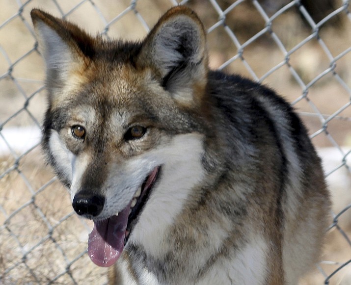 Two endangered Mexican wolves have been removed from the wild and are undergoing testing to determine if they're behind a string of livestock deaths in southwestern New Mexico. (Photo/Susan Montoya Bryan)