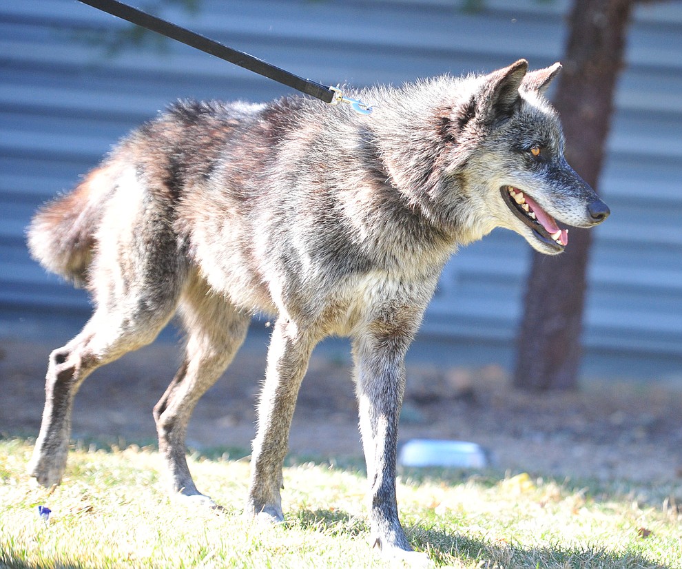 are wolf dogs protective