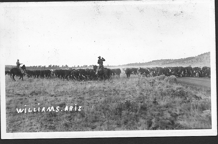 Ranchers bring in cattle in Williams in 1925. (Wiliams Historic Photo Archives)