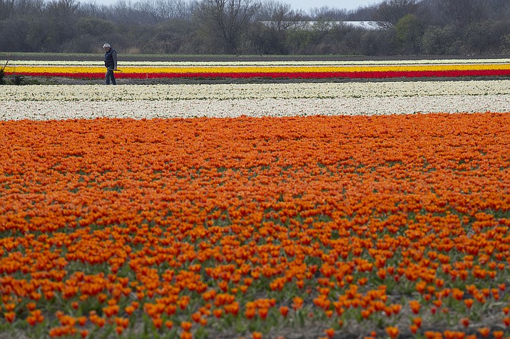 A farmer checks for bad weeds in a flower bulb field in Noorwijkerhout, near Lisse, Netherlands, Wednesday, March 27, 2019. (Peter Dejong/AP)
