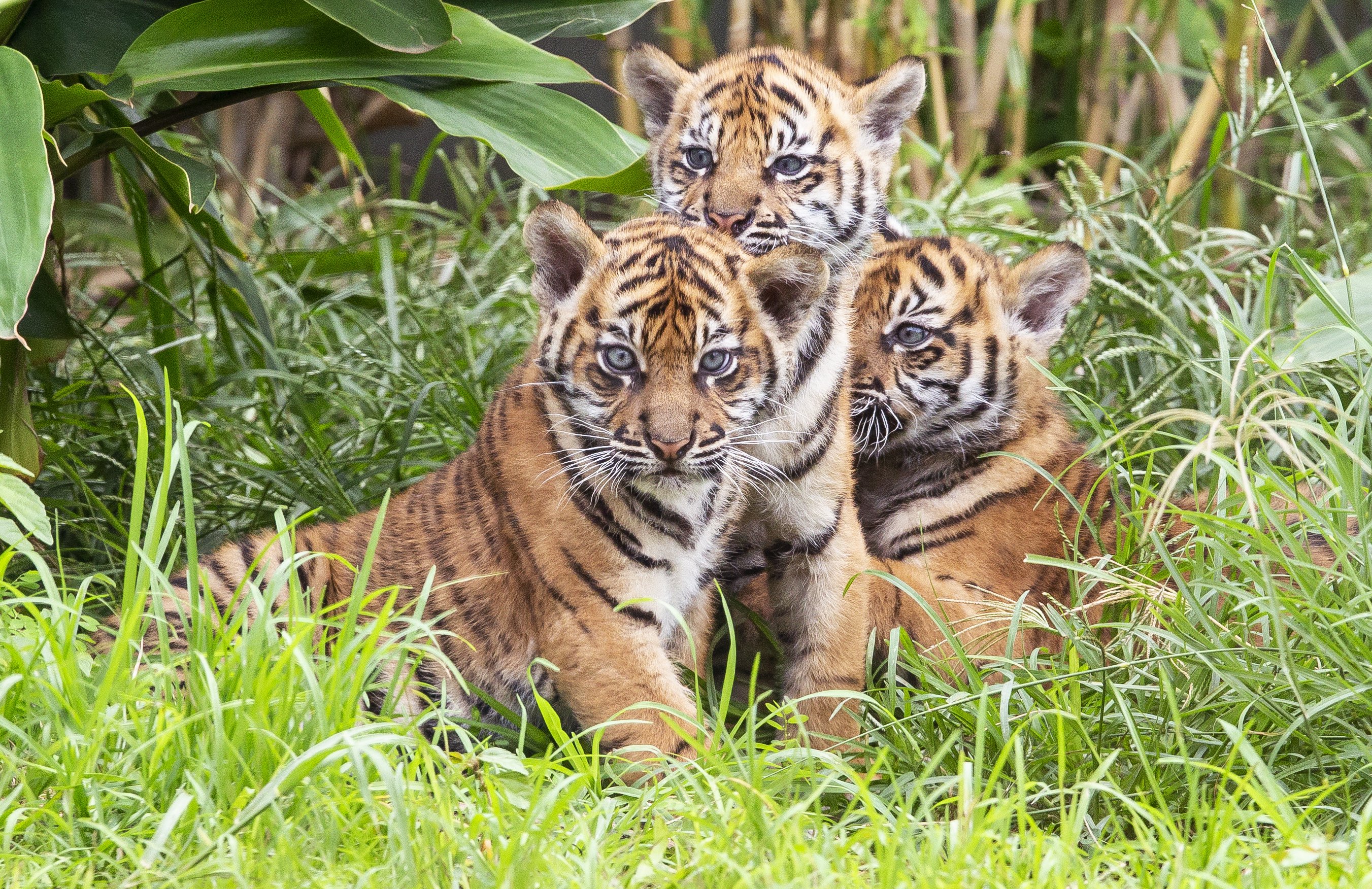 watch-3-sumatran-tiger-cubs-explore-jungle-habitat-in-sydney-zoo-the