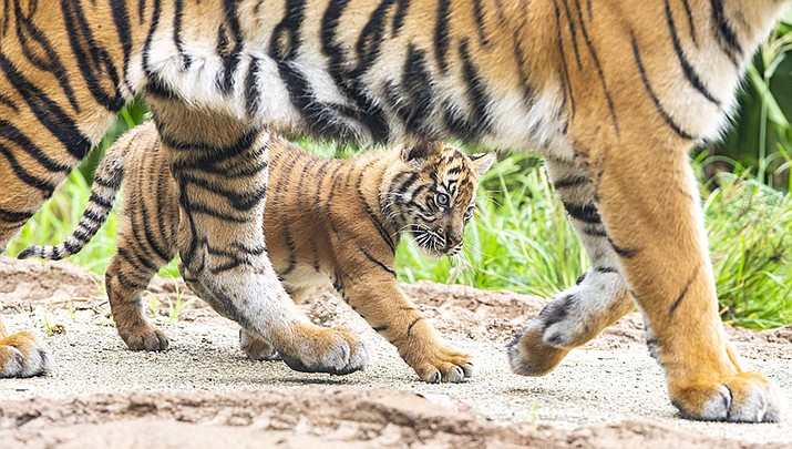 sumatran tiger newborn cubs