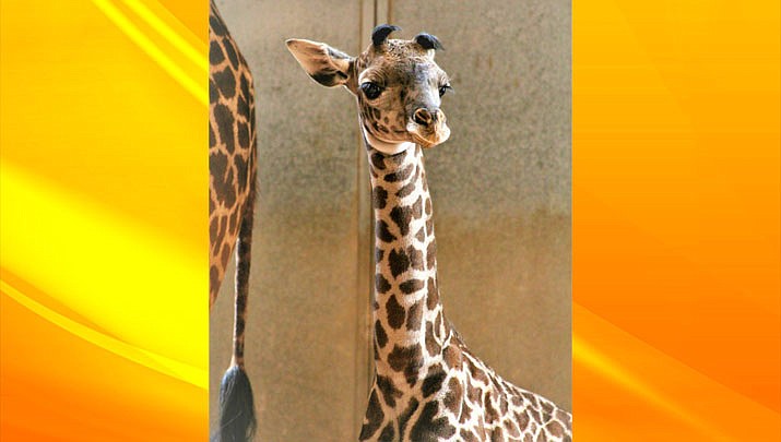 It’s a girl! Healthy baby giraffe born at Phoenix zoo | Kingman Daily