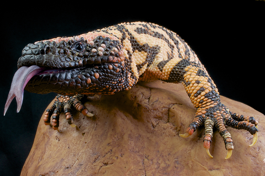 Utah names Gila monster as its official state reptile | Kingman Daily