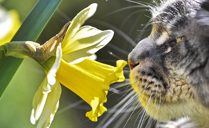 A cat smells at a flower in the warm spring sun in a garden in Gelsenkirchen, Germany, Friday, March 22, 2019. (Martin Meissner/AP)