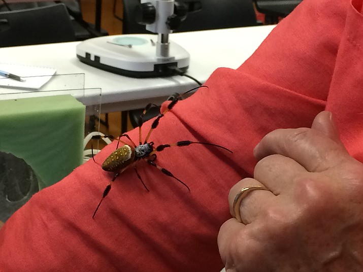 A golden silk spider crawls up the arm of Pat Gulley on March 26, 2019, at the Spider Pharm workshop at Highlands Center. (Sue Tone/Courier)