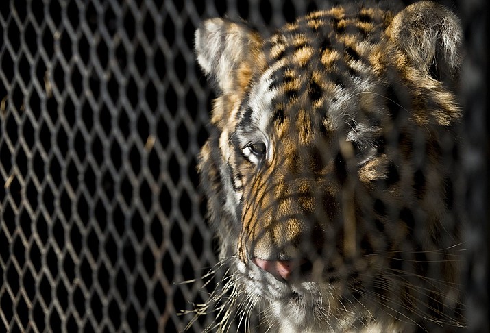In this Feb. 12, 2019, file photo, a tiger that was found in a Southeast Houston residence awaits transport to a rescue facility at the BARC Animal Shelter and Adoptions building in Houston. Police say a judge has ruled that the north Texas animal shelter is allowed to retain a tiger seized from an east Houston home. (Godofredo A. Vasquez/Houston Chronicle via AP, File)