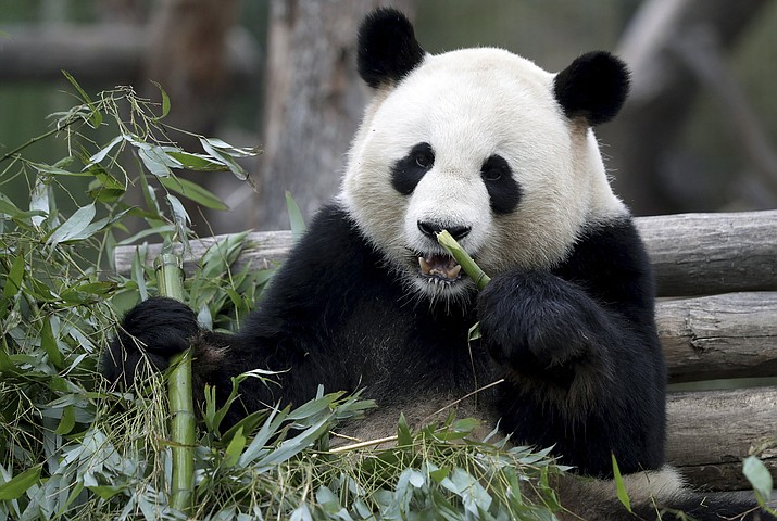 Panda romance in the air at Berlin zoo, but love takes time | The Daily ...