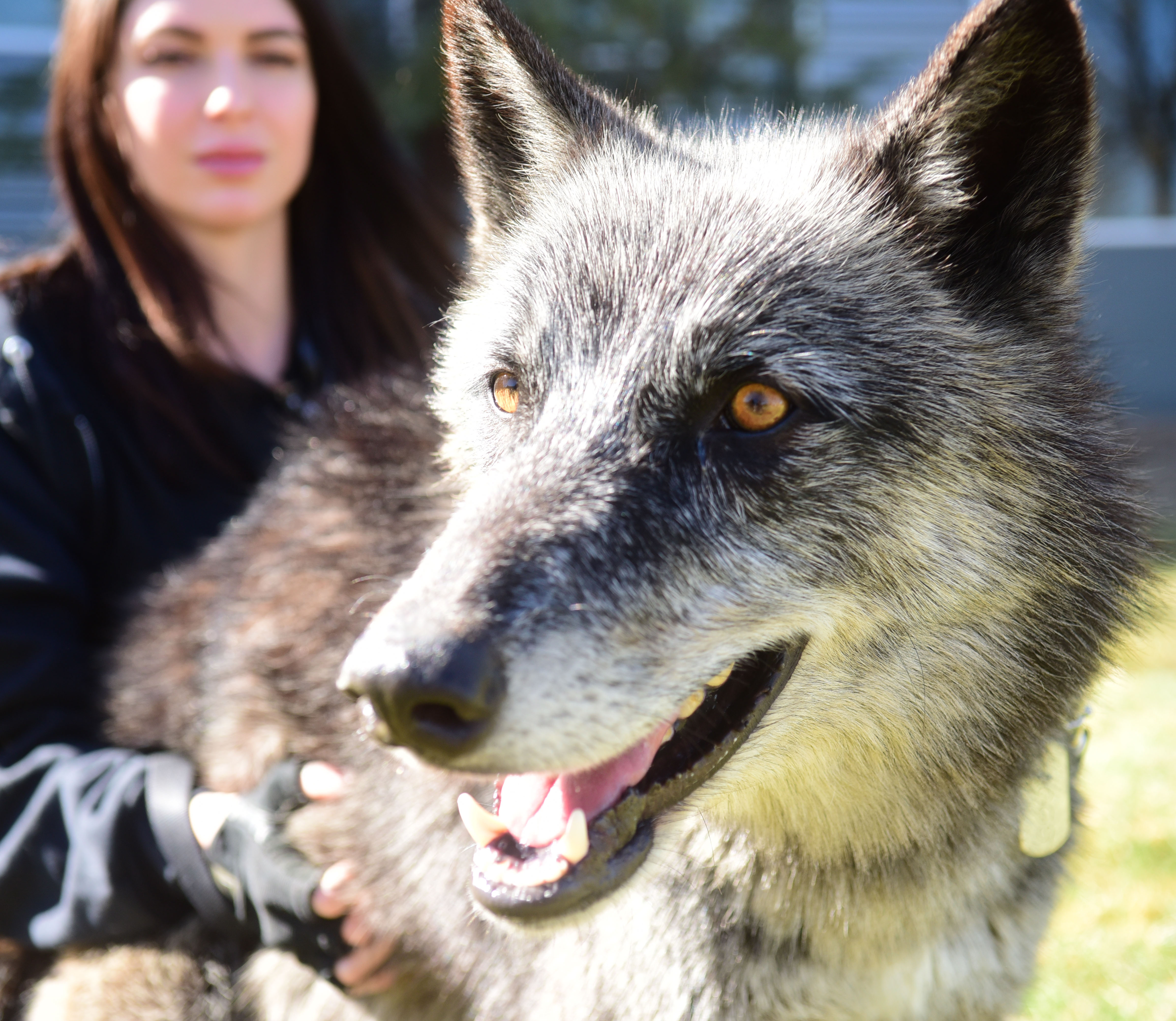 rescue-group-introduces-wolf-ambassadors-the-daily-courier