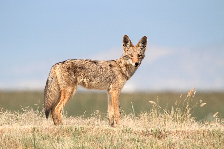 On March 26, in a 3-1 vote Coconino County Supervisors passed Resolution 2019-05 in opposition to quantity-based predator hunts and encouraging Arizona Game and Fish Commissioners to consider their position as it moves forward in rulemaking to outlaw the contests. (Photo/Adobe Stock)