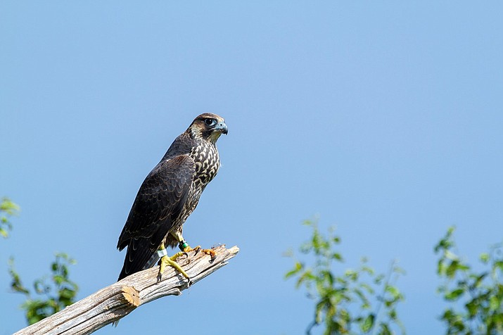 Peregrine falcons are again defending nesting territories at the Precipice, Jordan, and Valley Cove cliffs in Acadia National Park. (Photo/NPS)