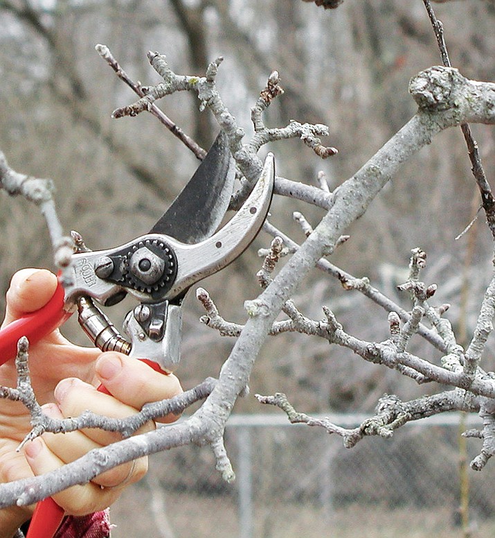 This undated photo shows part of an apple branch being pruned. Apples bear fruit on long-lived, stubby spurs, but even these must be pruned eventually to stimulate younger, new spurs and keep them from overcrowding. Hint: after pruning what could be diseased limbs or branches, rise the pruning shears in alcohol to prevent the spread of disease. (Lee Reich via AP)