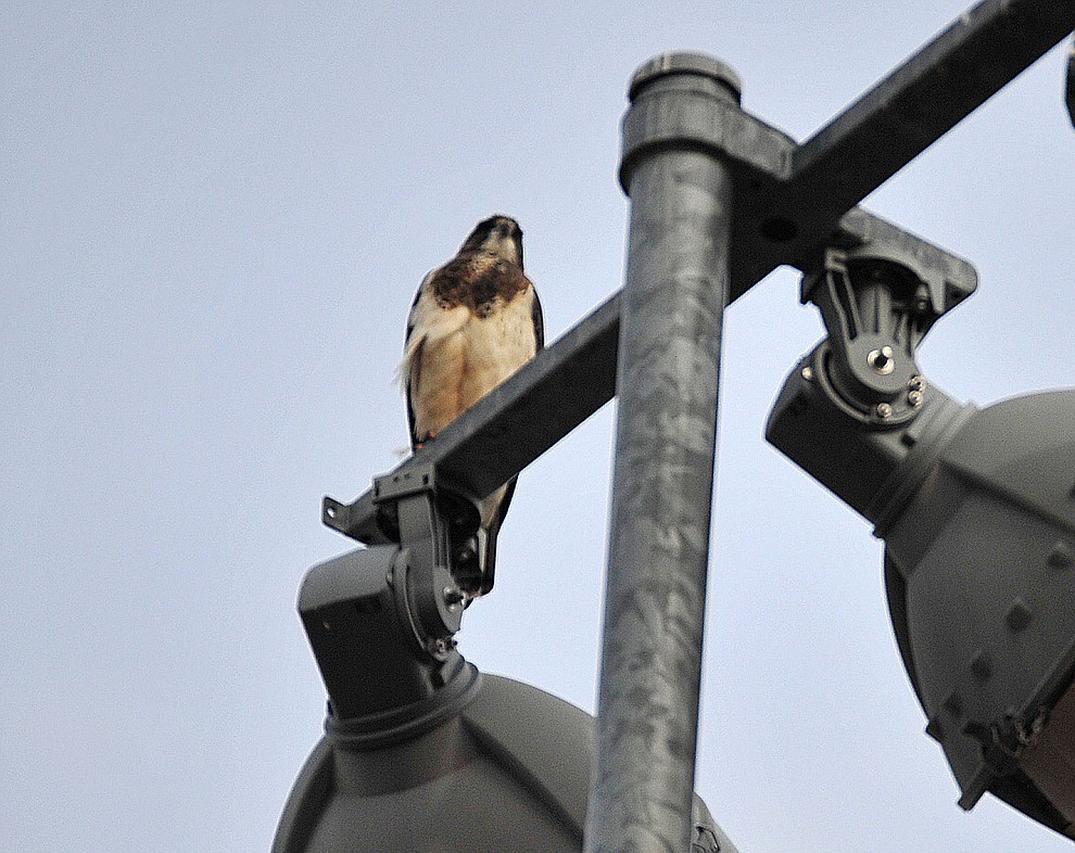 One of two hawks, nicknamed by Bradshaw Mountain softball players Brad and Var, sits atop the light pole over the Bradshaw Mountain versus Prescott Badgers softball game Thursday, April 11 in Prescott Valley. According to head coach Sharon Haese good things happen for them when the hawks show up and look over the field. (Les Stukenberg/Courier)