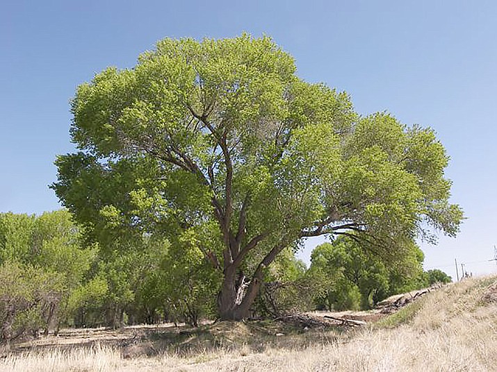 Backyard Gardener Cottonwoods require independent water source The