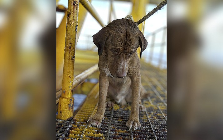In this Friday, April 12, 2019, photo, a dog sits on an oil rig after being rescued in the Gulf of Thailand. The dog found swimming more than 135 miles from shore by an oil rig crew in the Gulf of Thailand was returned safely to land. Vitisak Payalaw, stationed on the rig belonging to Chevron Thailand Exploration and Production, said on his Facebook page the dog was glimpsed Friday swimming towards the platform, where it got a grip on a pole at sea level. (Vitisak Payalaw via AP)