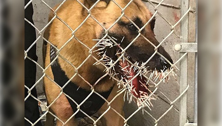 An Oregon K-9 deputy named Odin was struck by over 200 porcupine quills while tracking a wanted man Saturday, April 20, 2019. (Coos County Sheriff's Office)