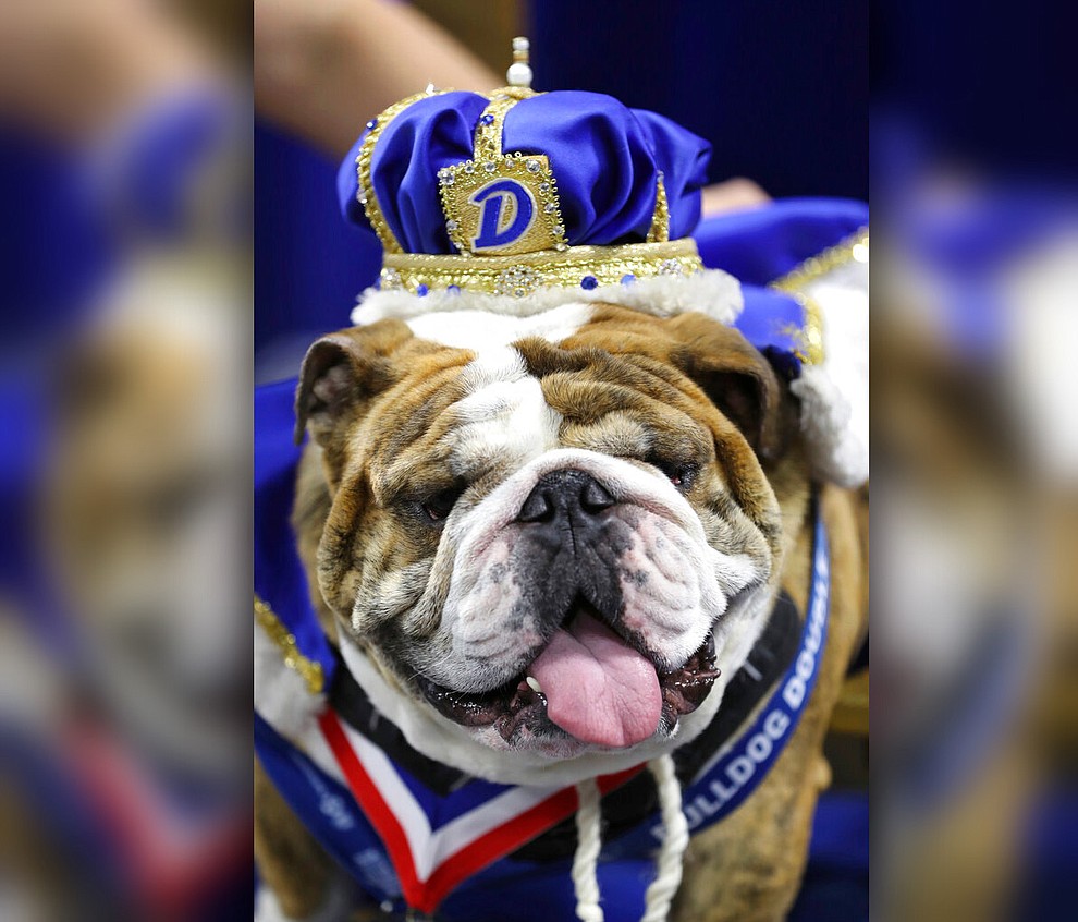 Beau, owned by T.J. and Angela McKenzie, of Urbandale, Iowa, sits on the throne after being crowned the winner of the 40th annual Drake Relays Beautiful Bulldog Contest, Monday, April 22, 2019, in Des Moines, Iowa. The pageant kicks off the Drake Relays festivities at Drake University, where a bulldog is the mascot. (AP Photo/Charlie Neibergall)..