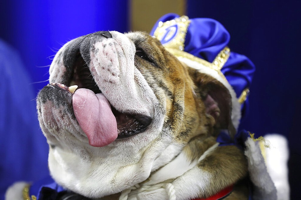 Beau, owned by T.J. and Angela McKenzie, of Urbandale, Iowa, sits on the throne after being crowned the winner of the 40th annual Drake Relays Beautiful Bulldog Contest, Monday, April 22, 2019, in Des Moines, Iowa. The pageant kicks off the Drake Relays festivities at Drake University, where a bulldog is the mascot. (AP Photo/Charlie Neibergall)