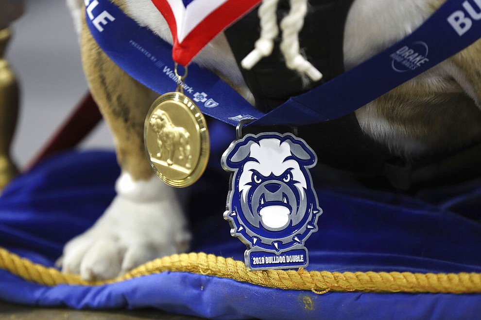 Beau, owned by T.J. and Angela McKenzie, of Urbandale, Iowa, wears medals around his neck as he sits on the throne after being crowned the winner of the 40th annual Drake Relays Beautiful Bulldog Contest, Monday, April 22, 2019, in Des Moines, Iowa. The pageant kicks off the Drake Relays festivities at Drake University, where a bulldog is the mascot. (AP Photo/Charlie Neibergall)