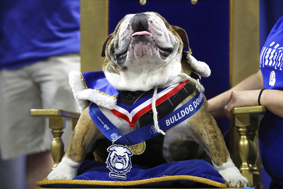 Beau, owned by T.J. and Angela McKenzie, of Urbandale, Iowa, sits on the throne after being crowned the winner of the 40th annual Drake Relays Beautiful Bulldog Contest, Monday, April 22, 2019, in Des Moines, Iowa. The pageant kicks off the Drake Relays festivities at Drake University, where a bulldog is the mascot. (AP Photo/Charlie Neibergall)