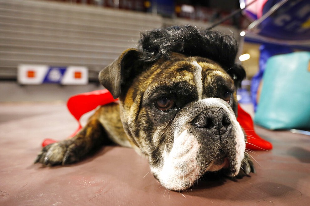 Sluggo, owned by Mary Lee Martz, of Des Moines, Iowa, waits to be judged at the 40th annual Drake Relays Beautiful Bulldog Contest, Monday, April 22, 2019, in Des Moines, Iowa. The pageant kicks off the Drake Relays festivities at Drake University, where a bulldog is the mascot. (AP Photo/Charlie Neibergall)