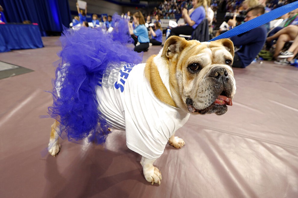 Stella, owned by Gina Brown, of Des Moines, Iowa, walks off the stage during the 40th annual Drake Relays Beautiful Bulldog Contest, Monday, April 22, 2019, in Des Moines, Iowa. The pageant kicks off the Drake Relays festivities at Drake University, where a bulldog is the mascot. (AP Photo/Charlie Neibergall)