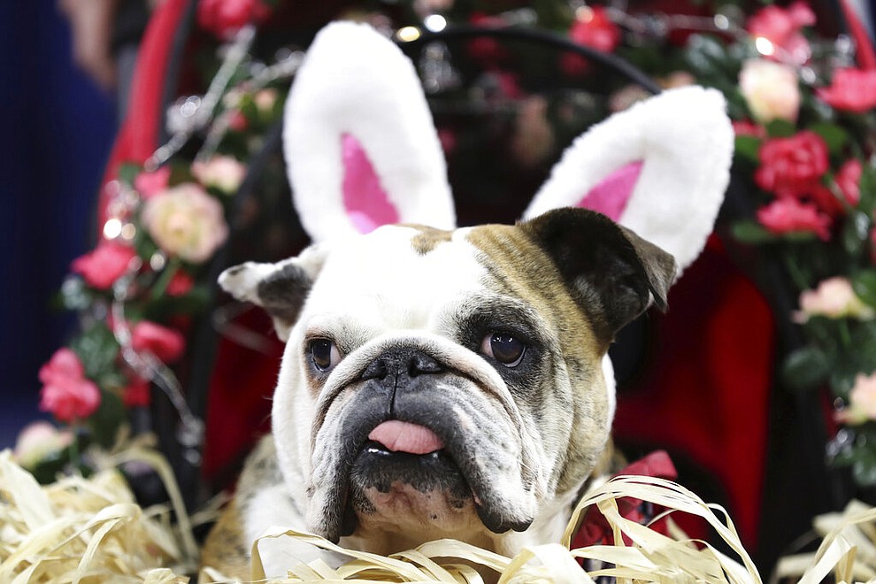 Libby Lou, owned by Kristine Plagman, of Adel, Iowa, is judged during the 40th annual Drake Relays Beautiful Bulldog Contest, Monday, April 22, 2019, in Des Moines, Iowa. The pageant kicks off the Drake Relays festivities at Drake University, where a bulldog is the mascot. (AP Photo/Charlie Neibergall)