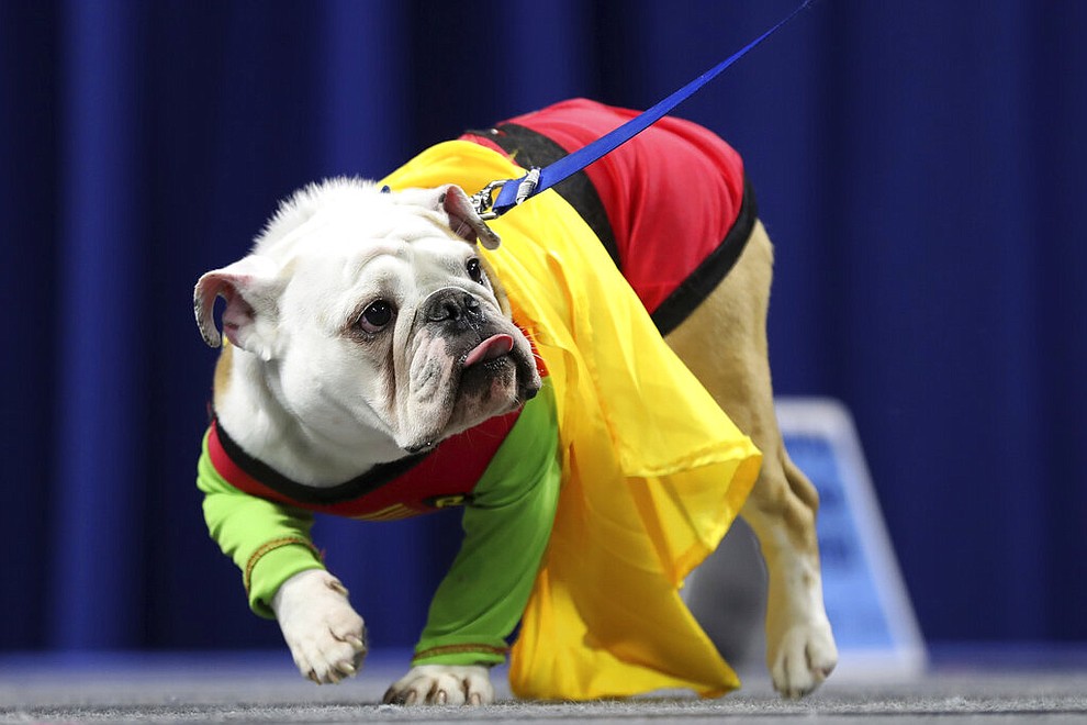 Bentley, owned by Kevin and Amanda Olson, of Urbandale, Iowa, walks on stage during the 40th annual Drake Relays Beautiful Bulldog Contest, Monday, April 22, 2019, in Des Moines, Iowa. The pageant kicks off the Drake Relays festivities at Drake University, where a bulldog is the mascot. (AP Photo/Charlie Neibergall)