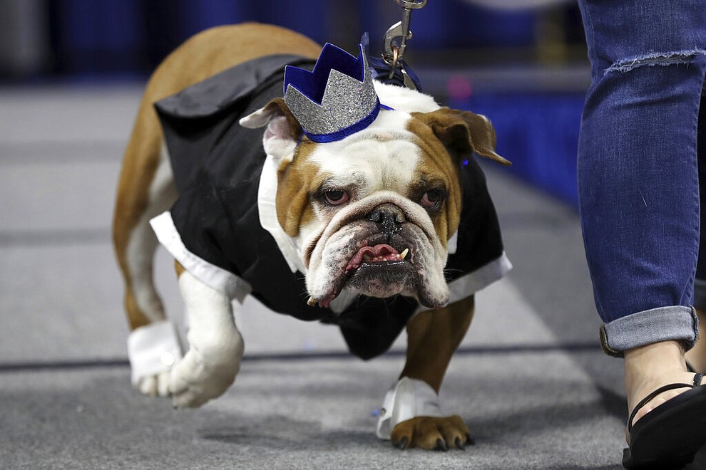 Louie, owned by Joe Brooks, of Johnston, Iowa, walks on stage during the 40th annual Drake Relays Beautiful Bulldog Contest, Monday, April 22, 2019, in Des Moines, Iowa. The pageant kicks off the Drake Relays festivities at Drake University, where a bulldog is the mascot. (AP Photo/Charlie Neibergall)