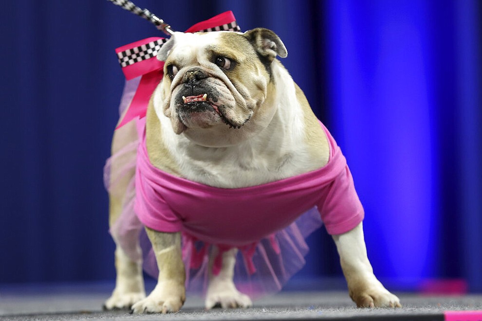 Lexi, owned by Phil Jackson, of Eureka Springs, Ark., stands on stage during the 40th annual Drake Relays Beautiful Bulldog Contest, Monday, April 22, 2019, in Des Moines, Iowa. The pageant kicks off the Drake Relays festivities at Drake University where a bulldog is the mascot. (AP Photo/Charlie Neibergall)