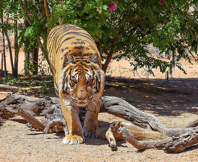 Bowie, the 11-year-old Bengal tiger, in his new habitat at Keepers of the Wild last week. During Monday's thunderstorm, Bowie attacked owner and founder of the animal sanctuary Jonathan Kraft, leaving Kraft with multiple wounds and two broken bones. (Keepers of the Wild/Courtesy)