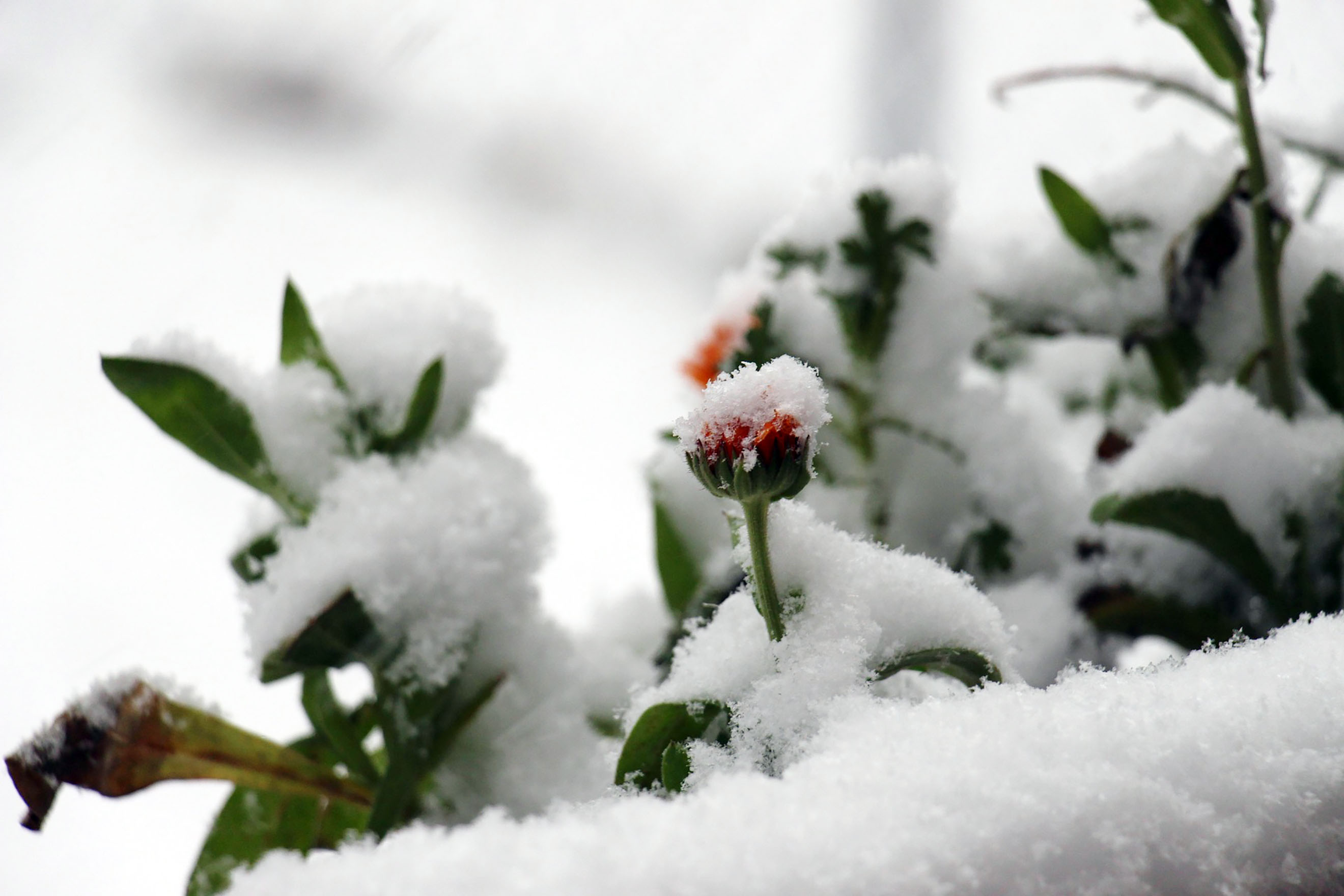 Why flowers die, what to do to prevent it The Daily Courier