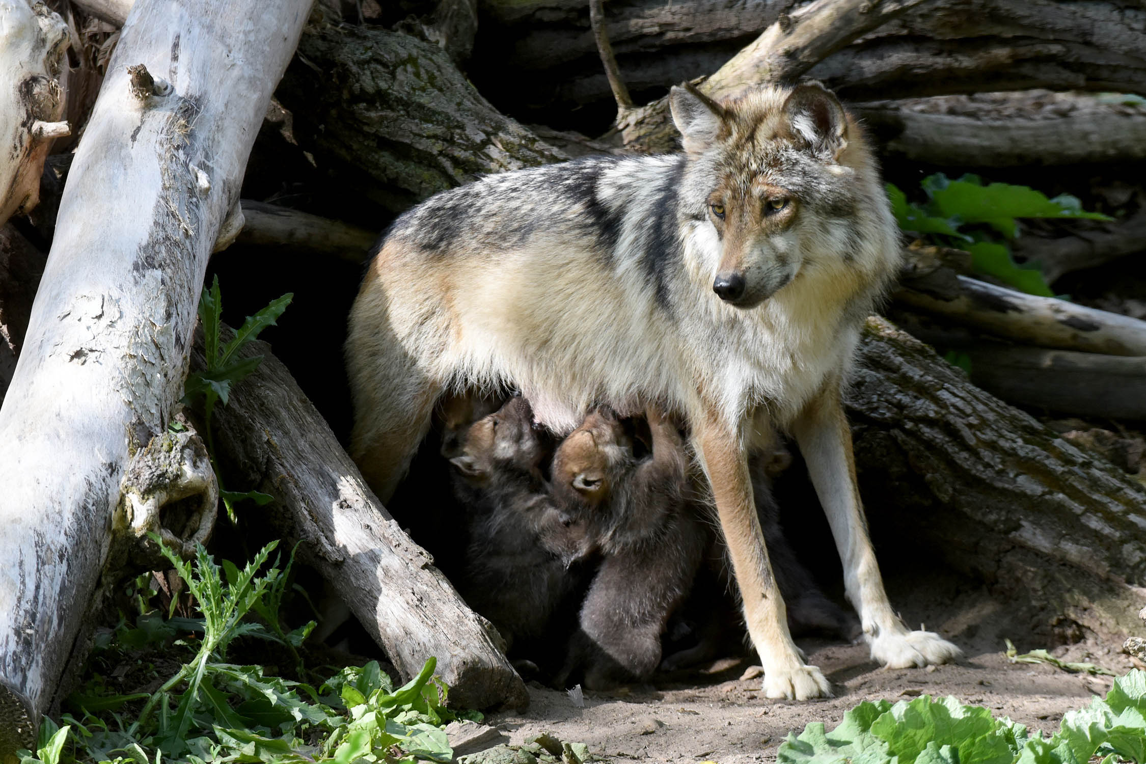 Endangered wolf pups from Kansas zoo released into the wild | Williams ...