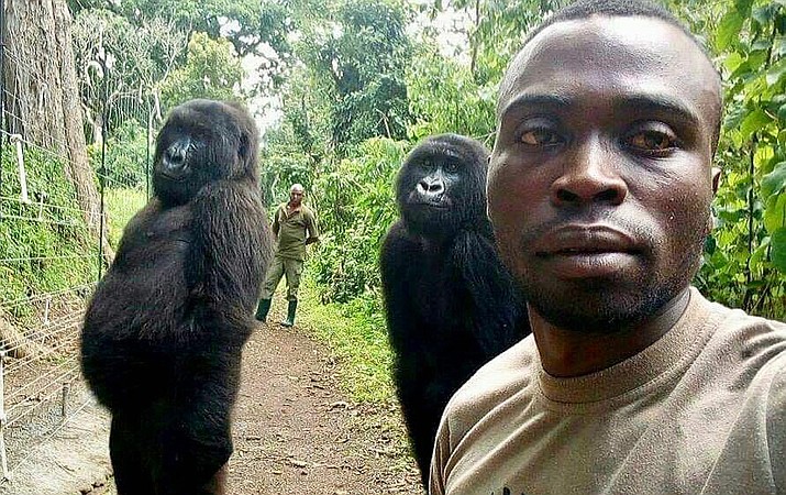 Mathieu Shamavu, a ranger and caretaker at the Senkwekwe Center for Orphaned Mountain Gorillas, poses for a photo at the the Senkwekwe Center for Orphaned Mountain Gorillas in Virunga National Park, eastern Congo. Shamavu said he was checking his phone when he noticed two female orphaned gorillas, Ndakazi and Ndeze, mimicking his movements, so he took a picture with them. (Mathieu Shamavu/Virunga National Park via AP)