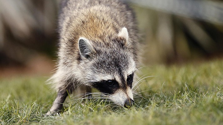 Zoo staff at Heidelberg Zoo in Germany recently discovered an uninvited raccoon guest inside the raccoon enclosure, where he seemed to be getting along fine with the seven original residents. Now zookeepers can’t kick him out. (File photo of a raccoon in Ponte Vedra Beach, Fla. by Gerald Herbert/AP)