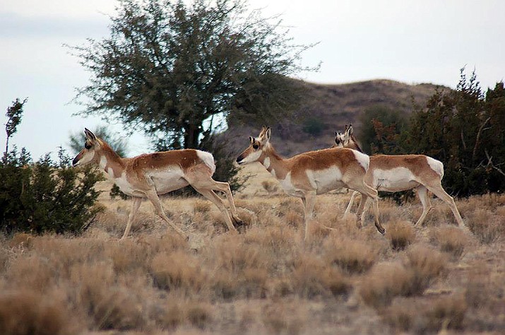 Antelope run north of Haystack and Jack’s tank, on the west side of the Yavapai Ranch. (Tim Wiederaenders/Courier, file)