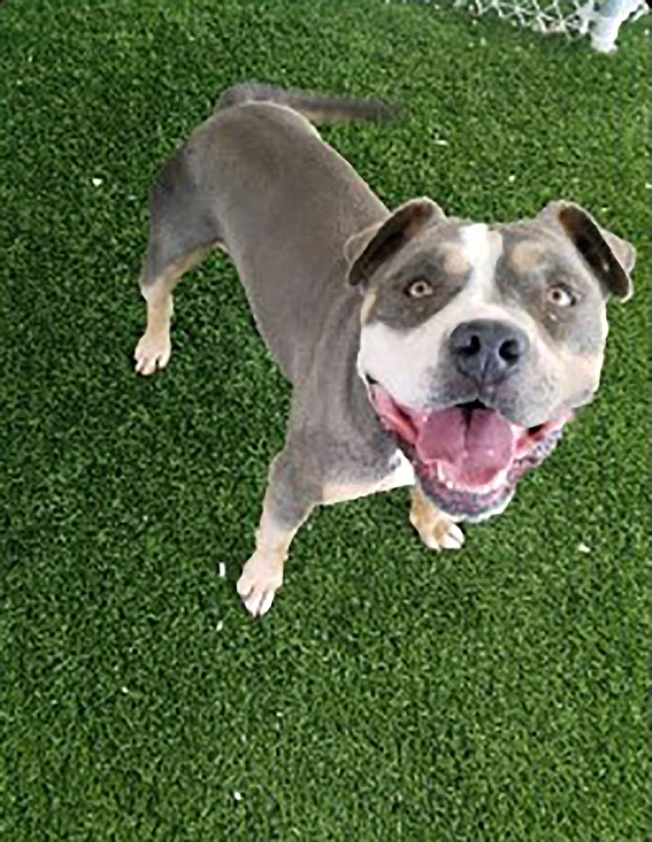 Hank the Tank is a stunning blue tri-color, 2-year-old American Bully mix. (Chino Valley Animal Shelter/Courtesy)