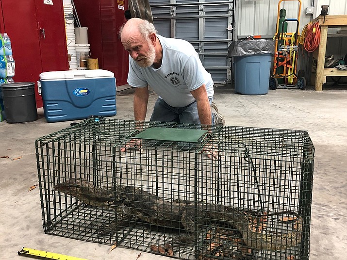 Florida Fish and Wildlife officials have finally captured an invasive 5-foot long Asian water monitor that had been running loose in the Florida Keys for more than a year. (Florida Fish and Wildlife)