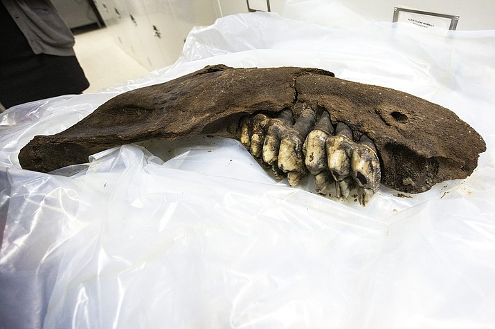 In this May 14, 2019 photo, a juvenile mastodon's jaw bone is displayed temporarily while unwrapped from its plastic covering, at the University of Iowa Paleontology Repository on the University of Iowa campus in Iowa City, Iowa. A teen searching for arrowheads in southern Iowa found the prehistoric jawbone of a mastodon. (Joseph Cress/Iowa City Press-Citizen via AP)