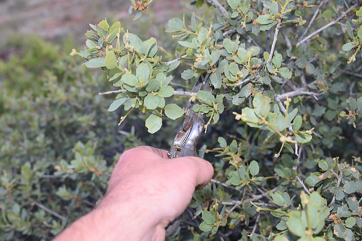 A Prescott National Forest employee clips a sample of turbinella oak so he may its live moisture content in a moisture analyzer. As of mid-May, local vegetation’s moisture levels are high, meaning they’re less likely to catch fire or burn quickly. (Justin Haynes, Prescott National Forest/Courtesy)