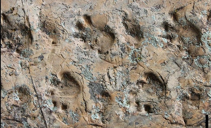 Close-up view of the Ichniotherium trackway from Grand Canyon National Park. (Photo courtesy of Heitor Francischini via NPS)